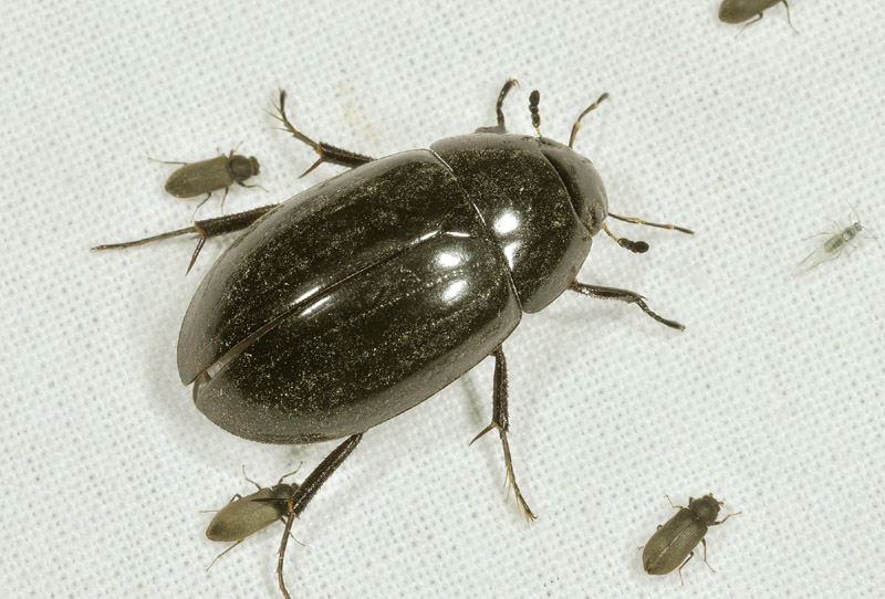 Hydrophilidae: Hydrochara caraboides